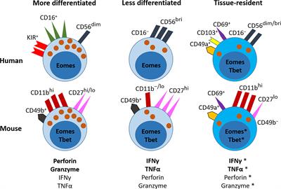 Recruited and Tissue-Resident Natural Killer Cells in the Lung During Infection and Cancer